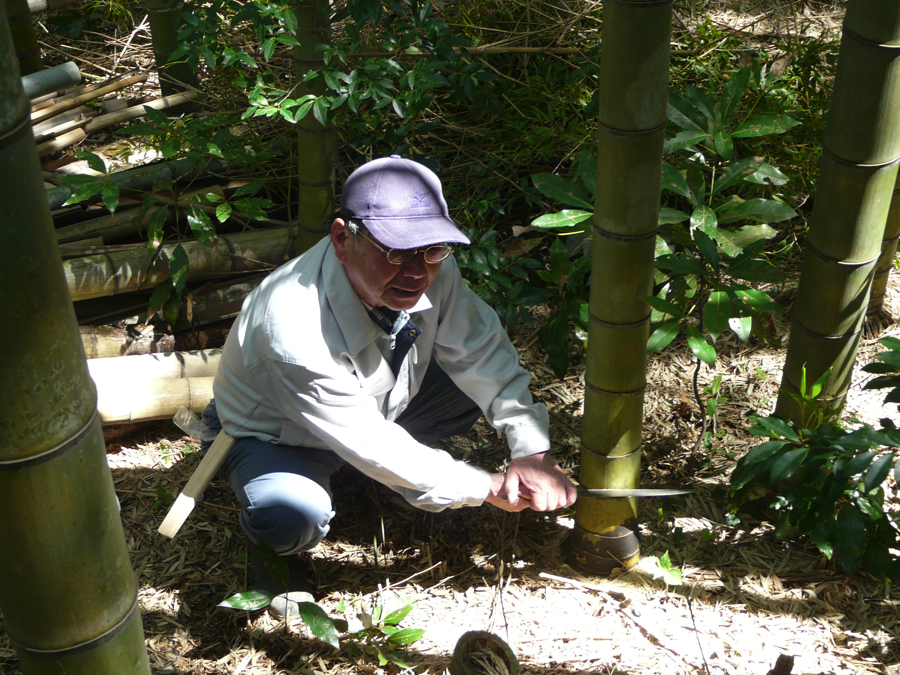 作業は、竹の根元からの切り倒しから始まる。