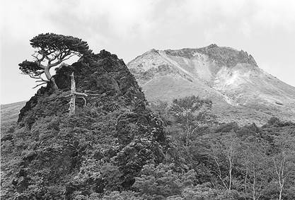 那須岳を背に見事な景観を成して那須岳姥ケ平の梵天岩に凛として立つ五葉松。